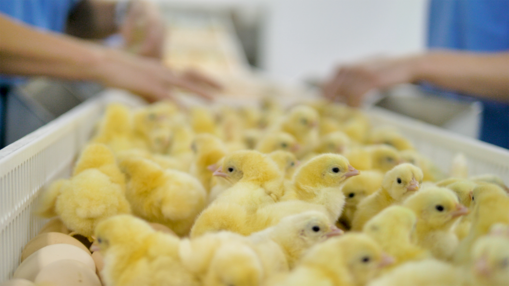 Eating kindly for the animals