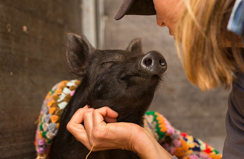 Happy black piglet enjoying a chin scratch from caring person at Edgars Mission